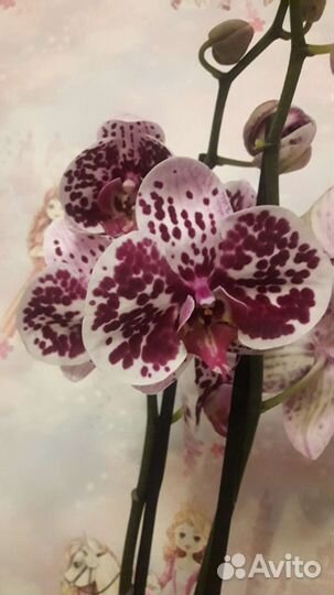 Орхидея фаленопсис