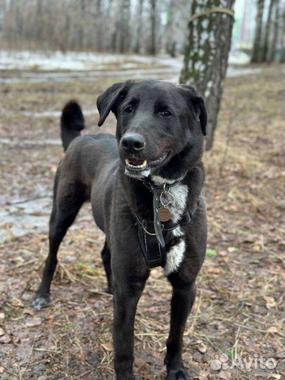 Киану грустит в приюте