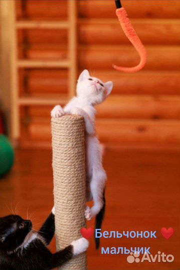 Невероятно ручной малыш в добрые ручки