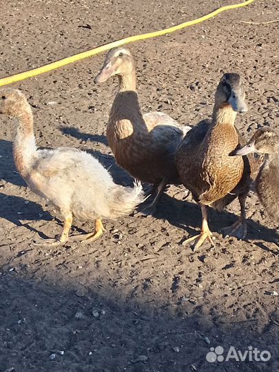 Руанская утка