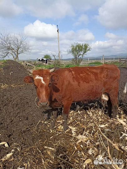 Бычки коровы тёлочки на откорме