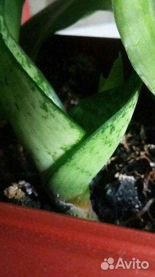 Сансевиерия(комнатные цветы)