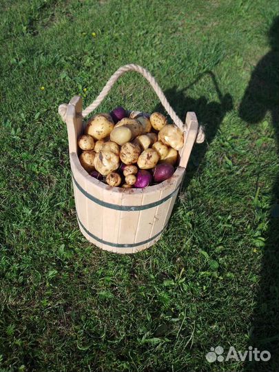 Продам картофель