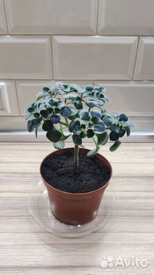 Дерево любви Аихризон