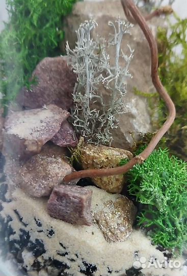 Моссариум. Флорариум с разными видами мха