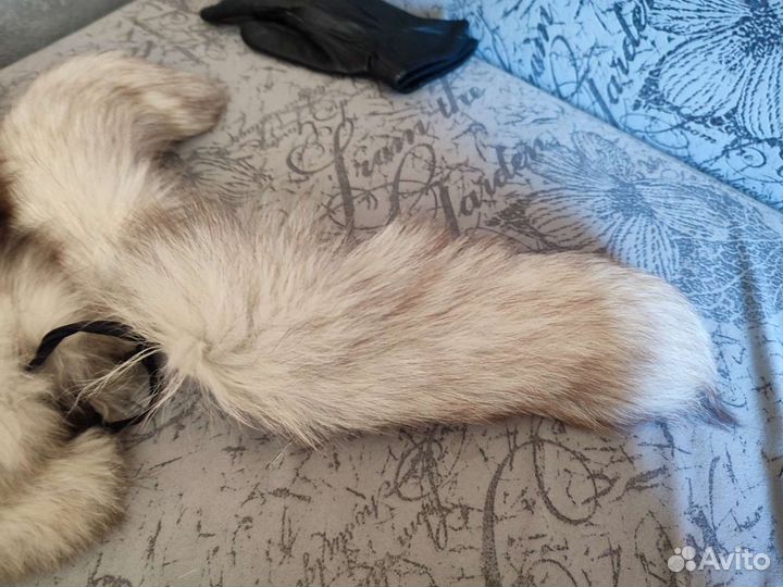 Енот и песец