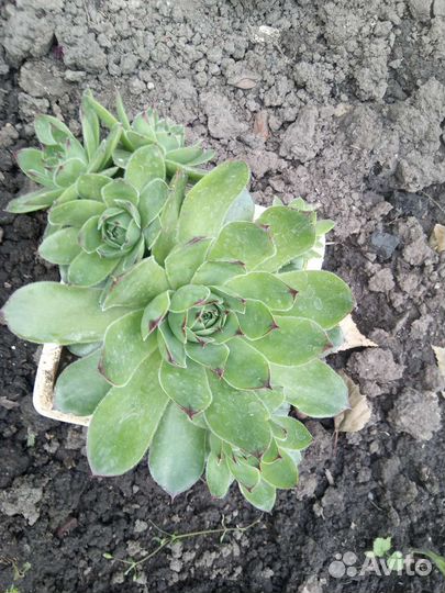 Бархатцы, суккуленты, хавортия