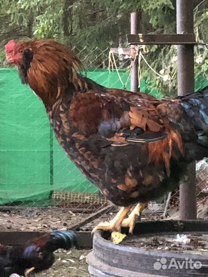 Молодые петухи