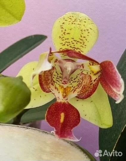 Орхидея фаленопсис super maya