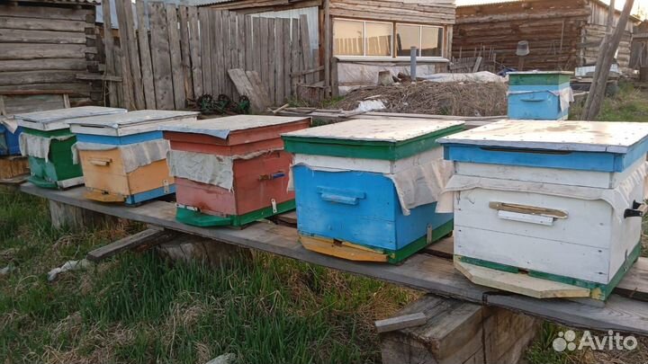Продам пчелосемьи