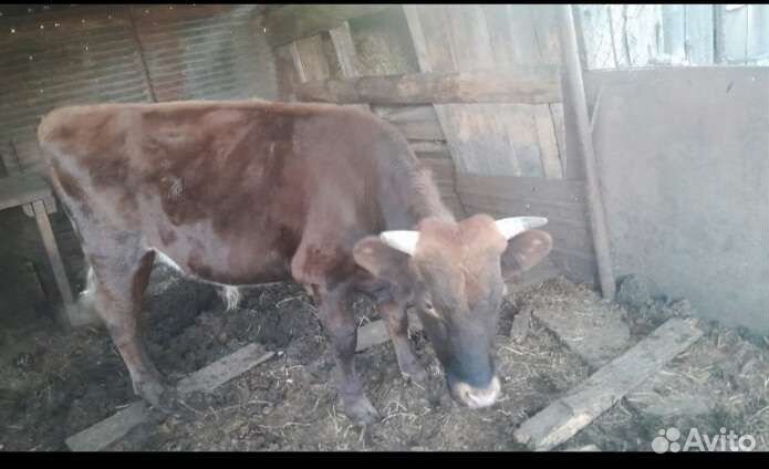 Бык,корова на мясо