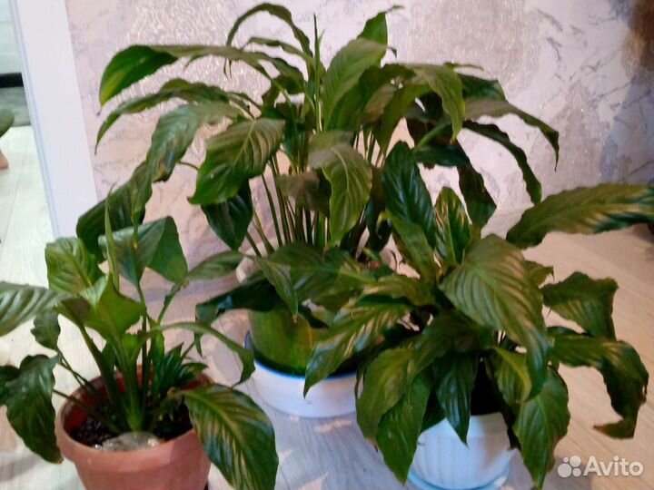 Комнатные цветы