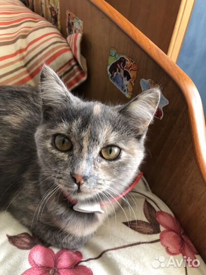 Кошка в дар