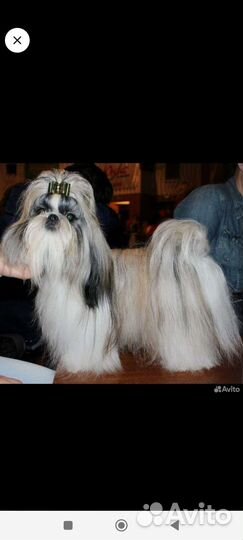 Ши-тцу мини