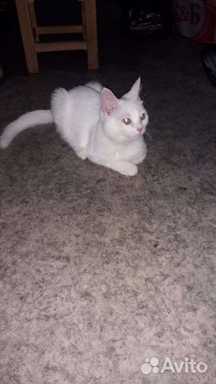 Котенок девочка помогите обрести дом