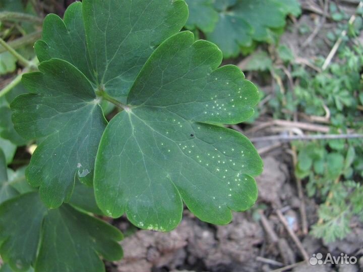 Аквилегия, декоративные цветы, редкие сорта