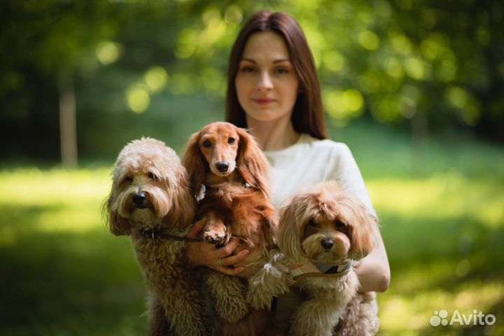 Кинолог, дрессировка собак, передержка