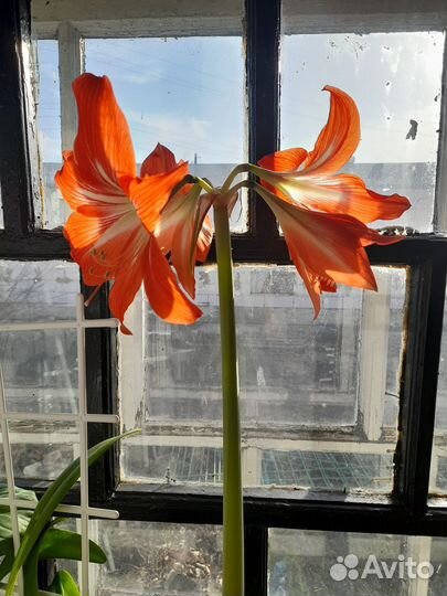 Продам комнатные цветы гиппеаструм