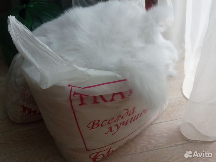 Белый песец лоскут