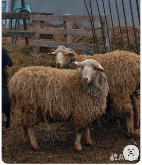 Овцы бараны