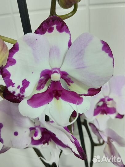 Орхидея фаленопсис