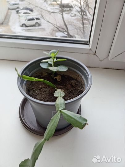 Декабрист комнатные