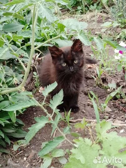 Котёнок в дар бесплатно