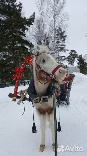 Прокат лошадей