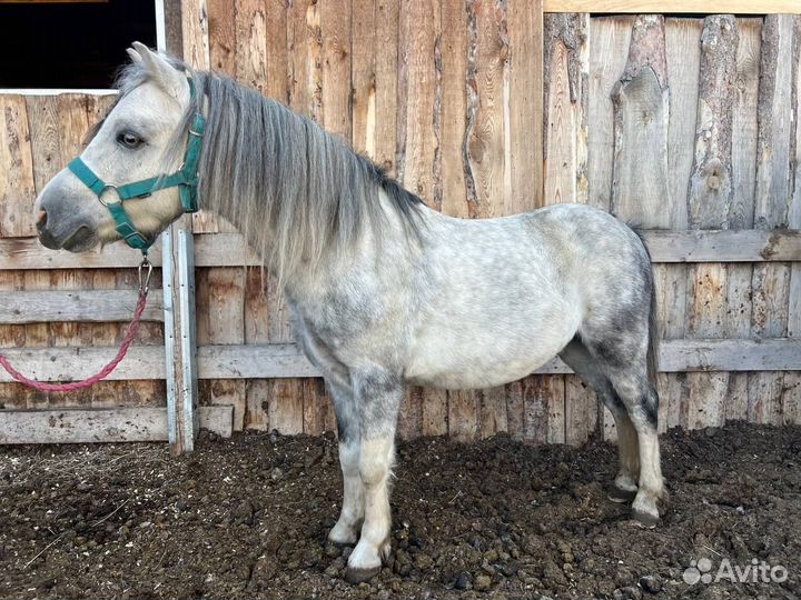 Уэльский пони