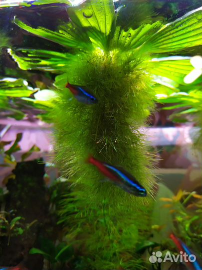 Аквариумные растения Пистия