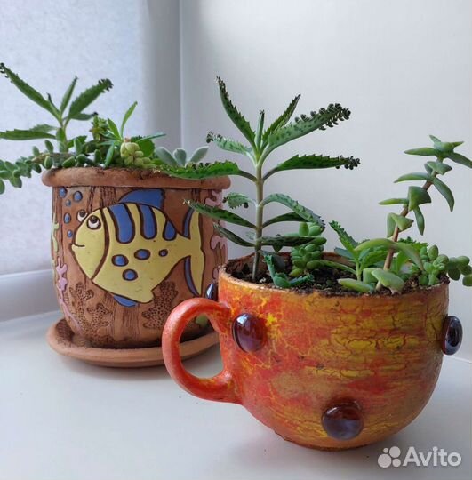 Готовые цветочные композиции, суккуленты