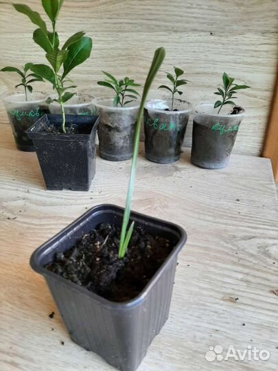 Финиковая пальма