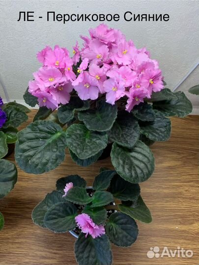 Фиалки цветущие в горшке