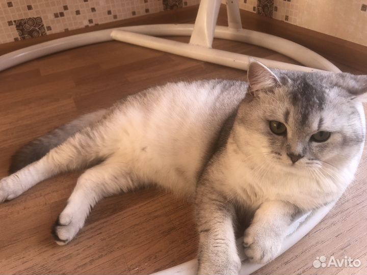 Наш кот ищет даму сердца