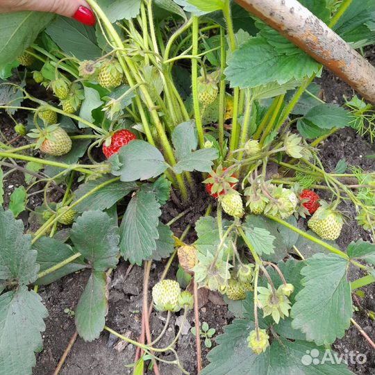 Клубника рассада
