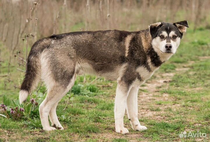 Добрый пес из приюта