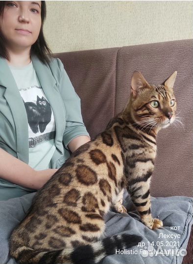 Домашний леопард