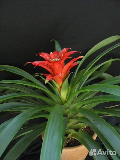 Цветок гузмания