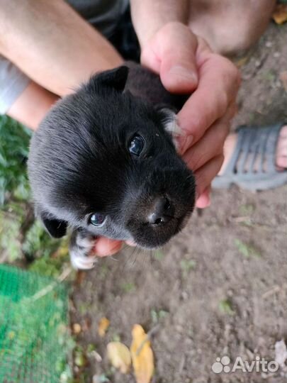 Собака в добрые руки отдам бесплатно