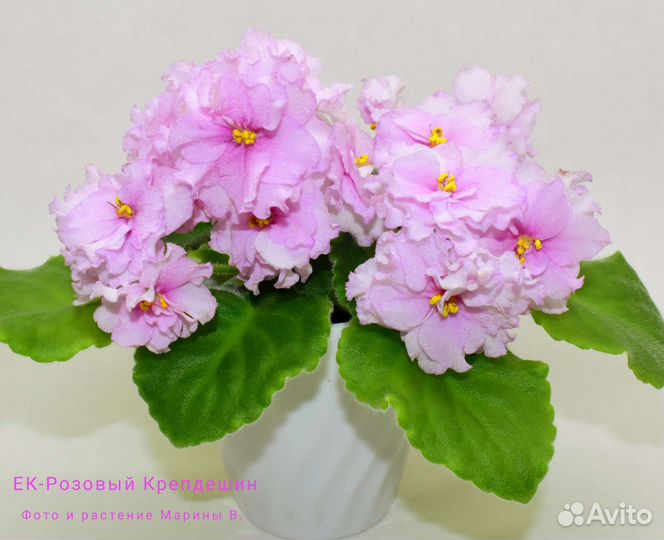 Фиалки (детки)