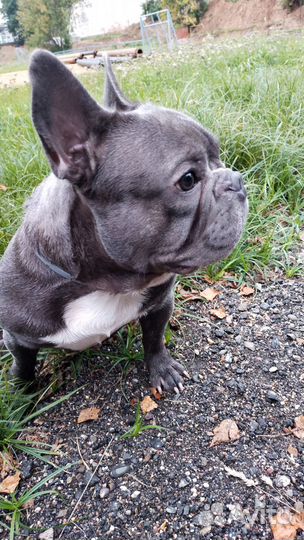 Французский бульдог вязка