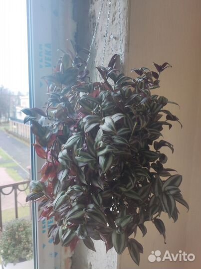 Традесканция зебрина