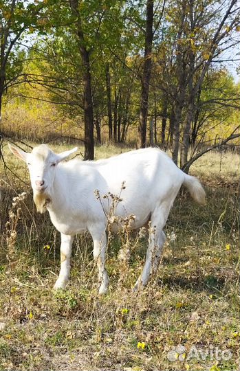 Продаётся козёл