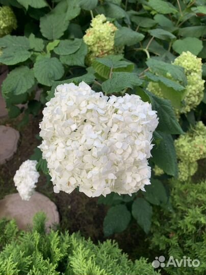 Гортензия древовидная