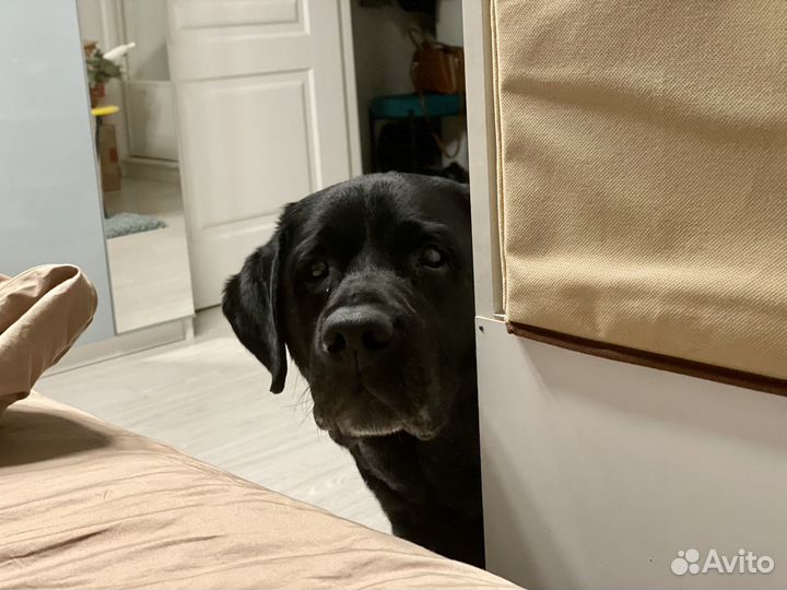 Домашняя передержка для вашей собаки