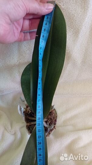 Орхидея MCL158 P. Mituo Reflex DD Mituo 21