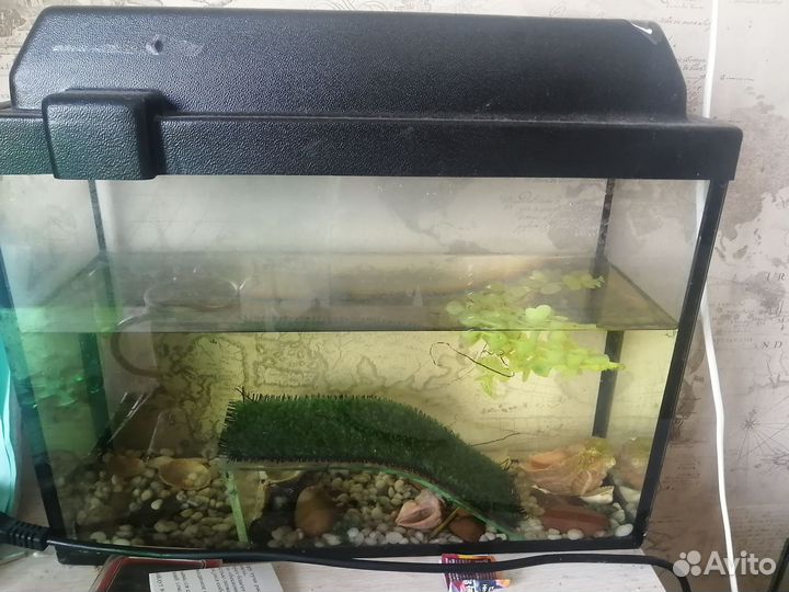 Аквариум