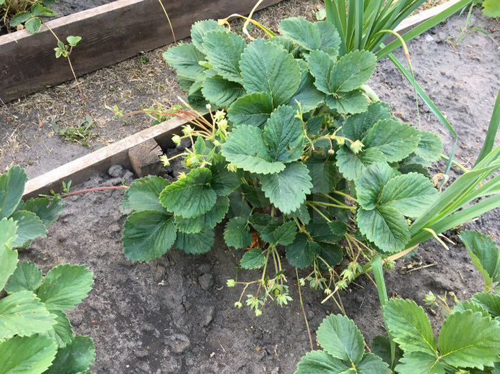 Дача 58 м² на участке 5 сот.