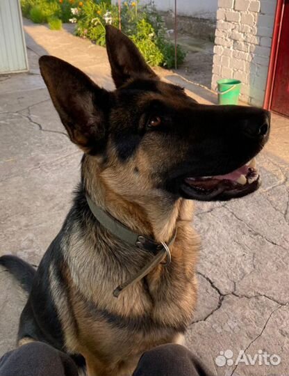 Немецкая овчарка