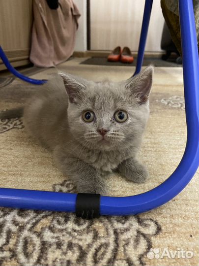 Шотландские котенок